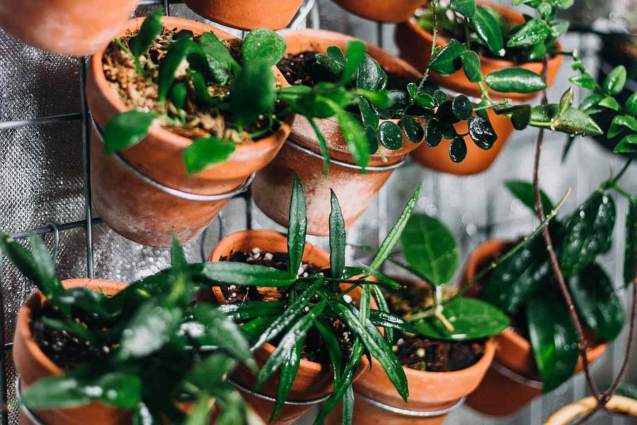 pruning vertical garden plants