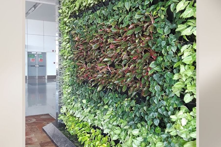 vertical garden plant health