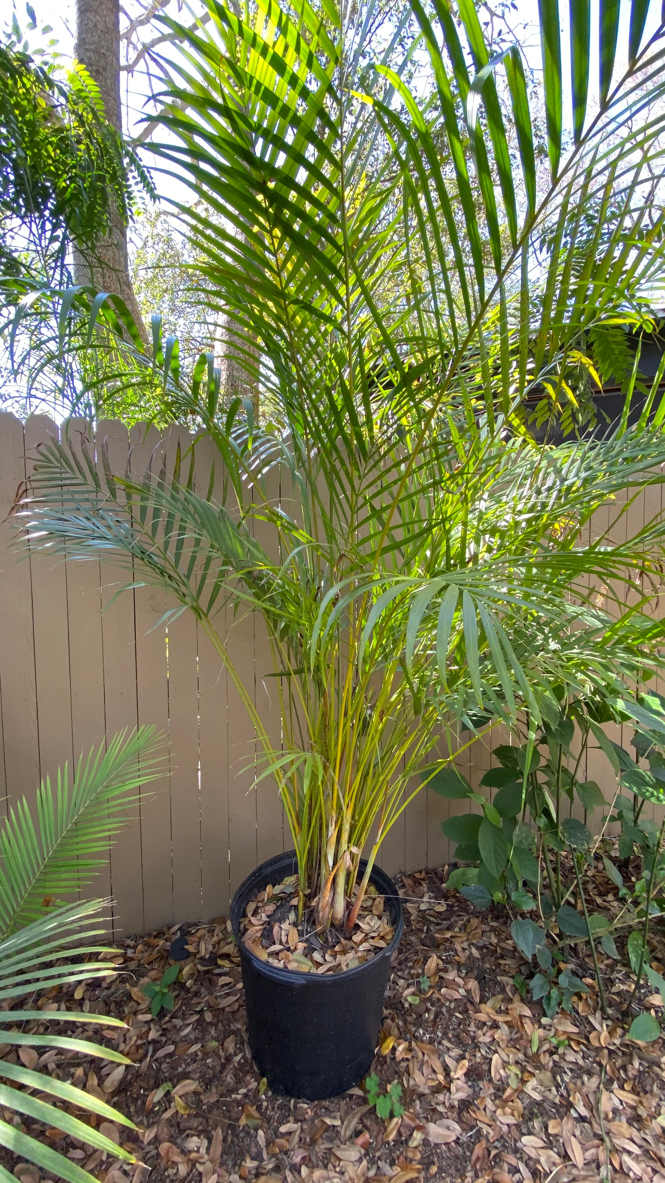 Areca Palm Dypsis lutescens