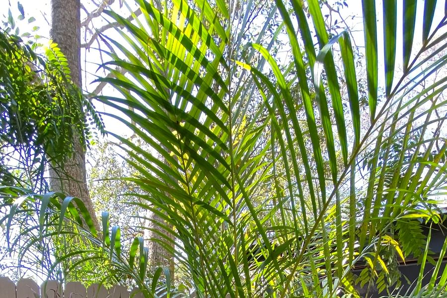 Areca Palm Dypsis lutescens