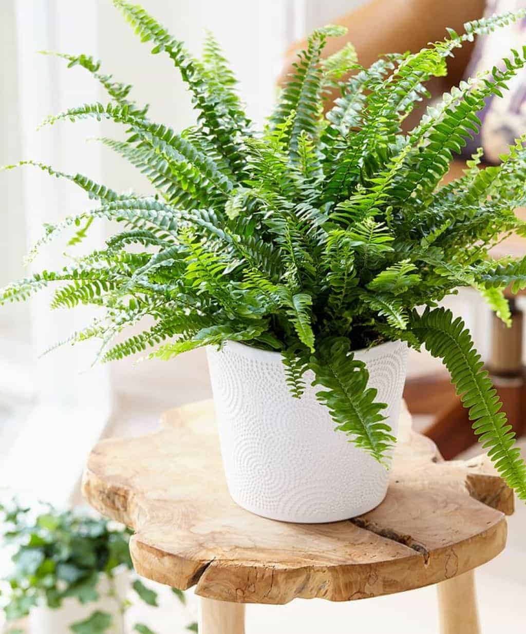 Boston Fern plant