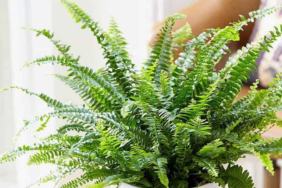 Boston Fern plant