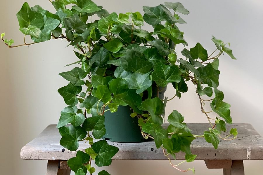 English Ivy Hedera helix