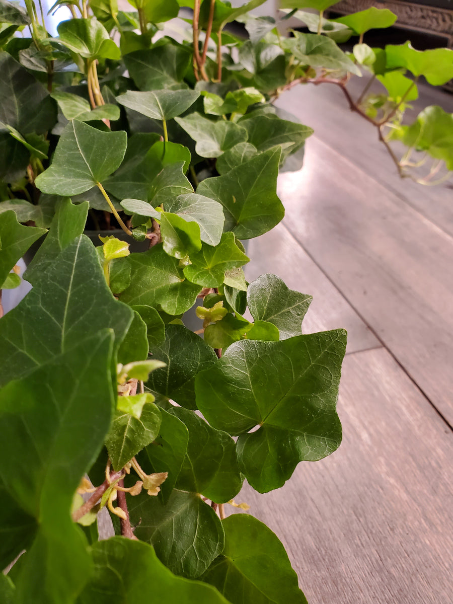 English Ivy Plant