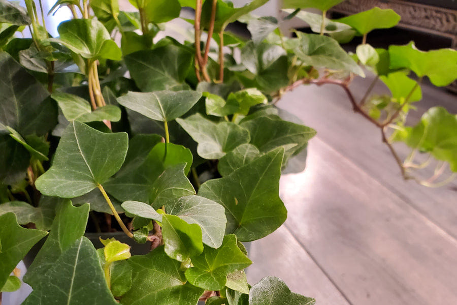 English Ivy Plant
