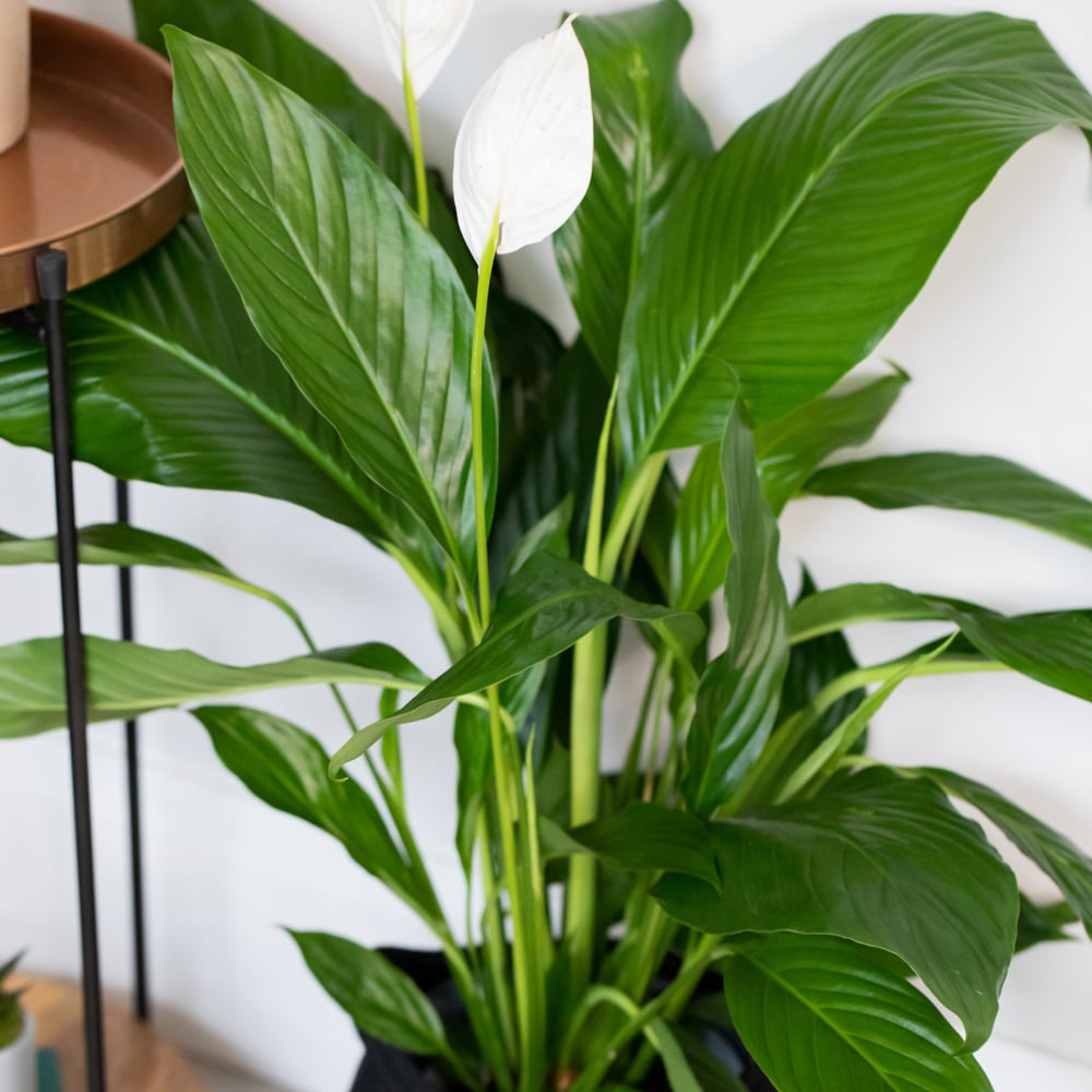 Peace Lily plant