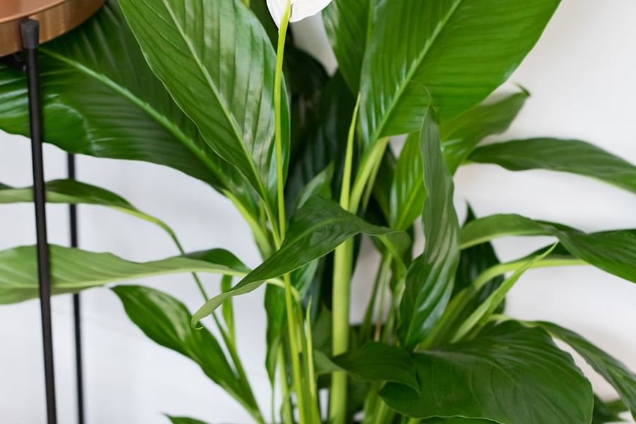 Peace Lily plant