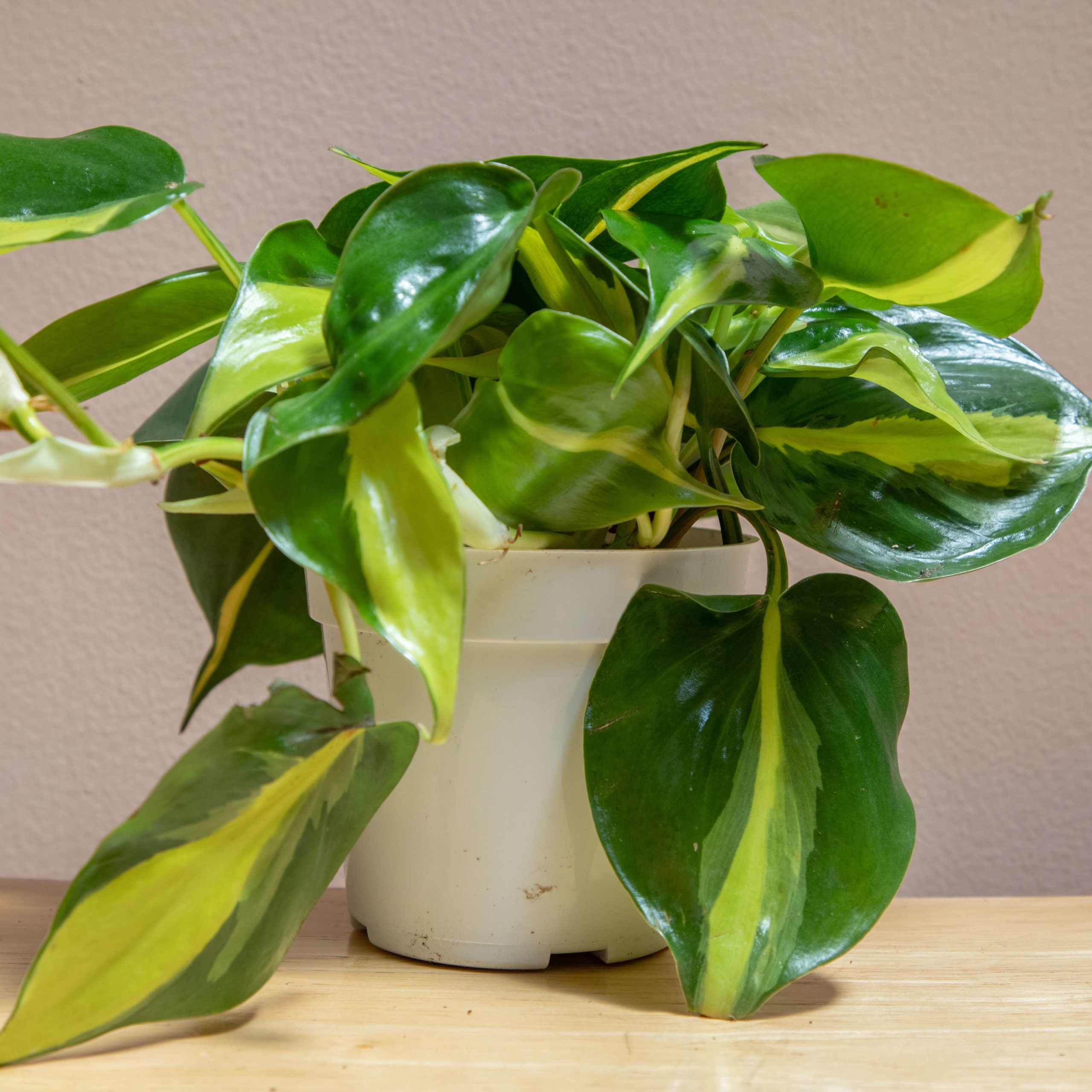 Philodendron plant