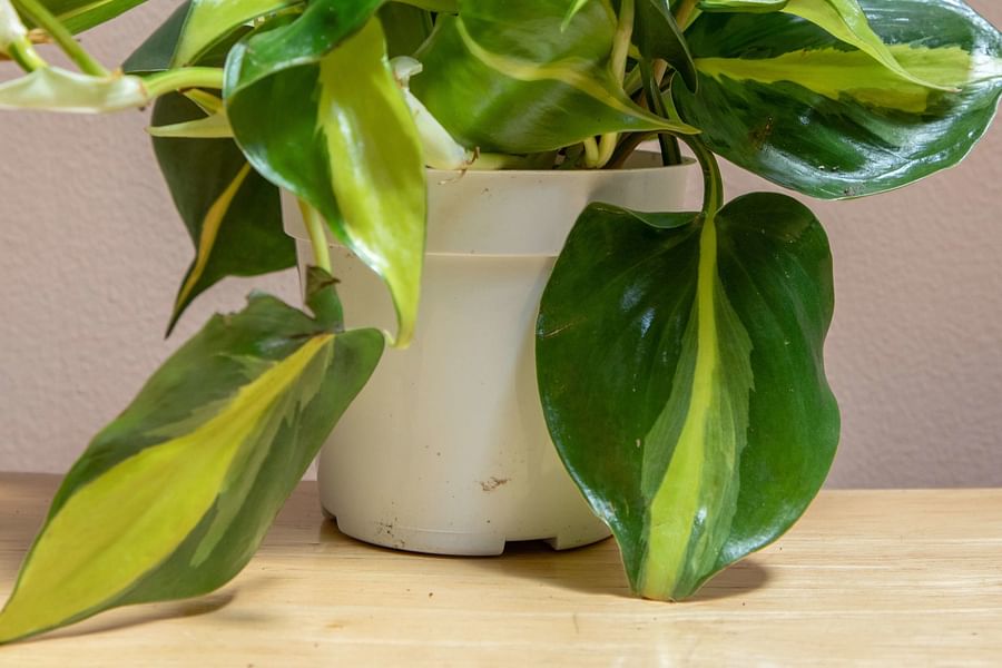 Philodendron plant