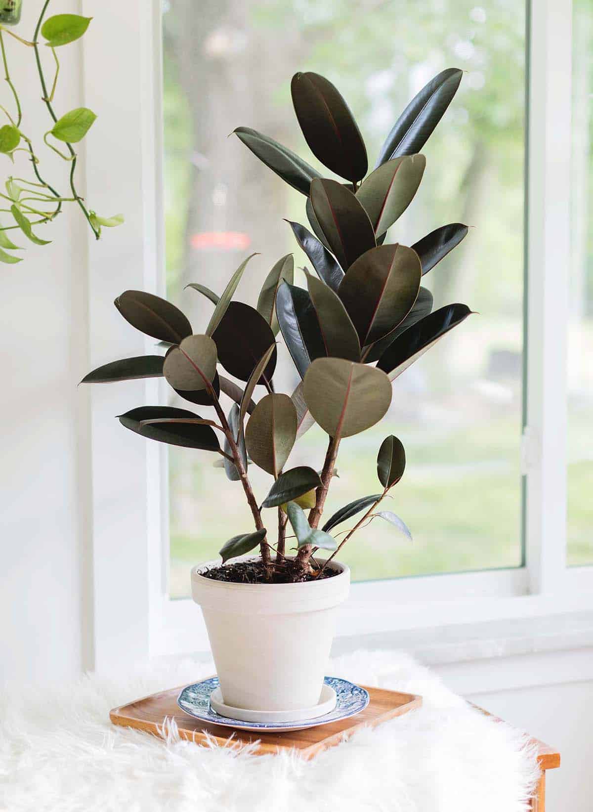 Rubber Plant Ficus elastica