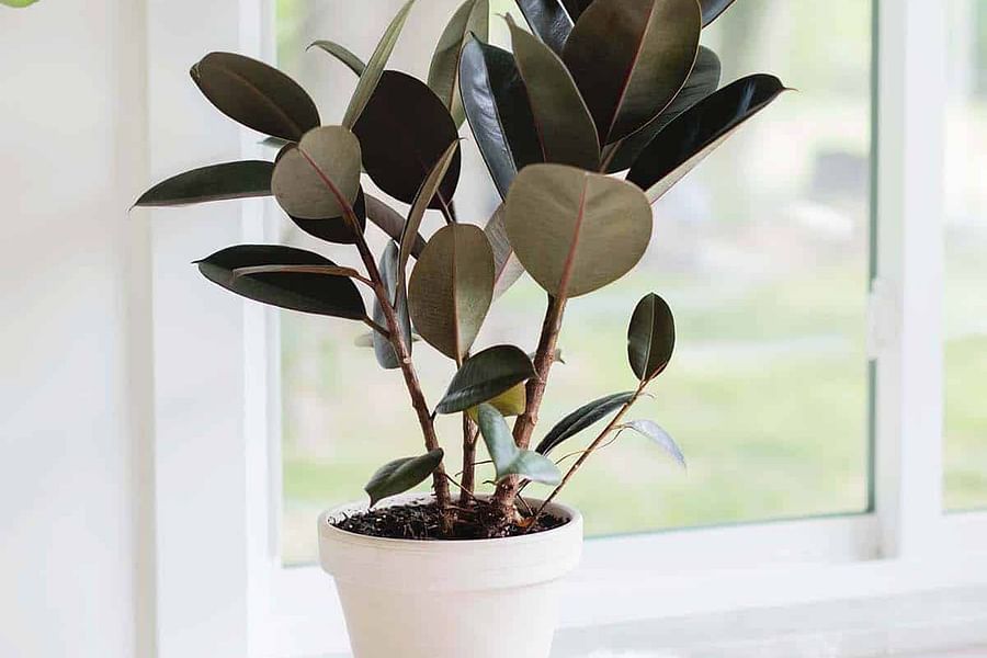 Rubber Plant Ficus elastica