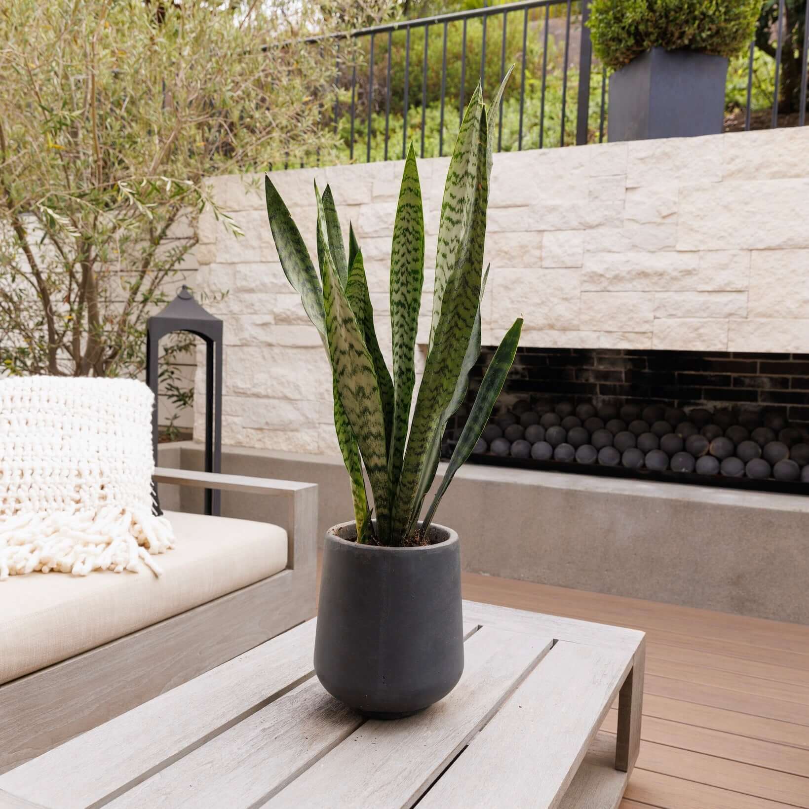 Snake Plant Sansevieria