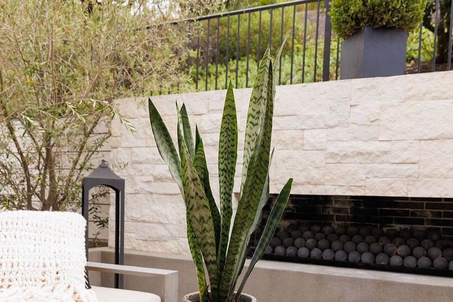 Snake Plant Sansevieria