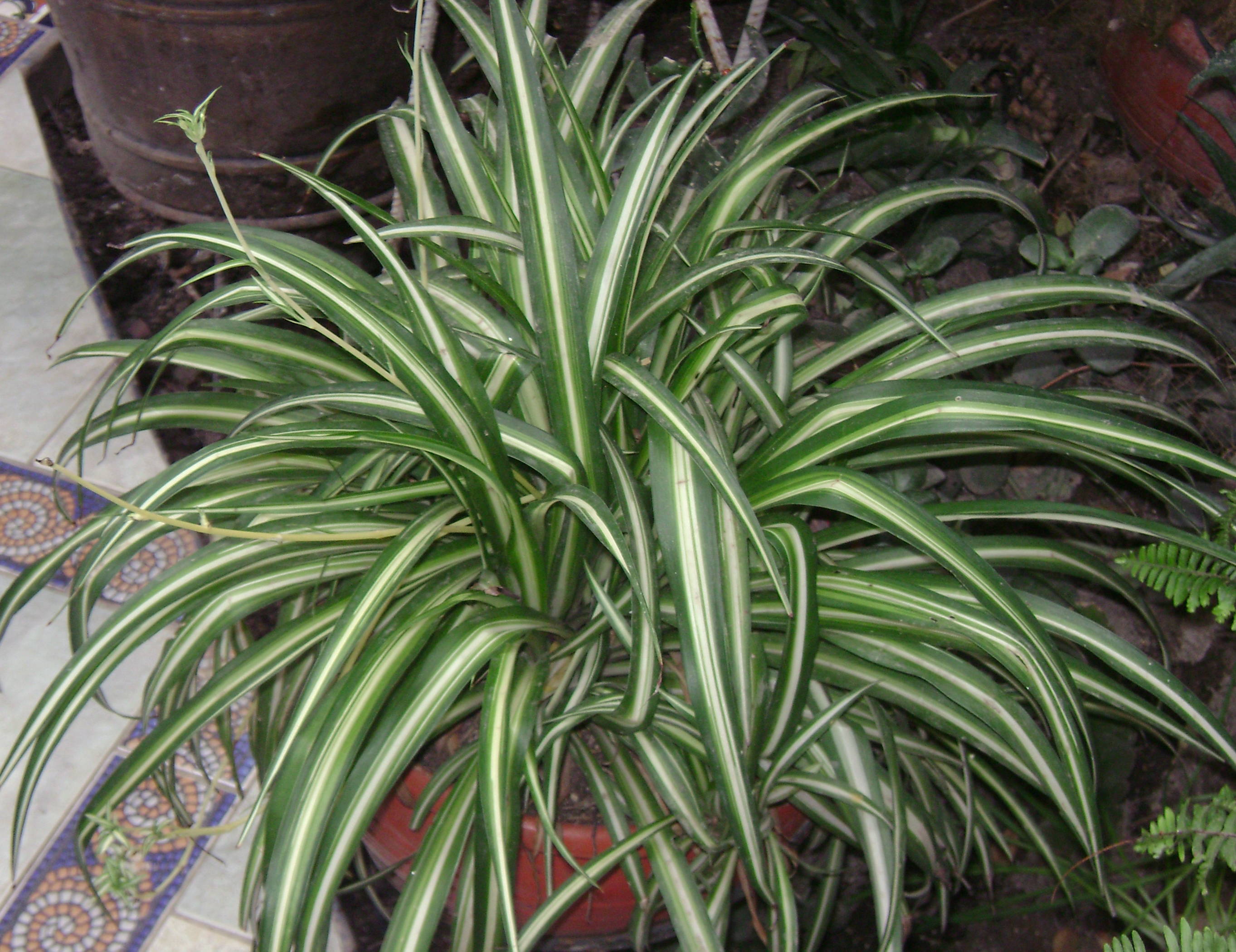 Spider Plant Chlorophytum