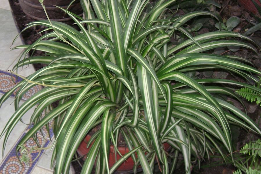 Spider Plant Chlorophytum