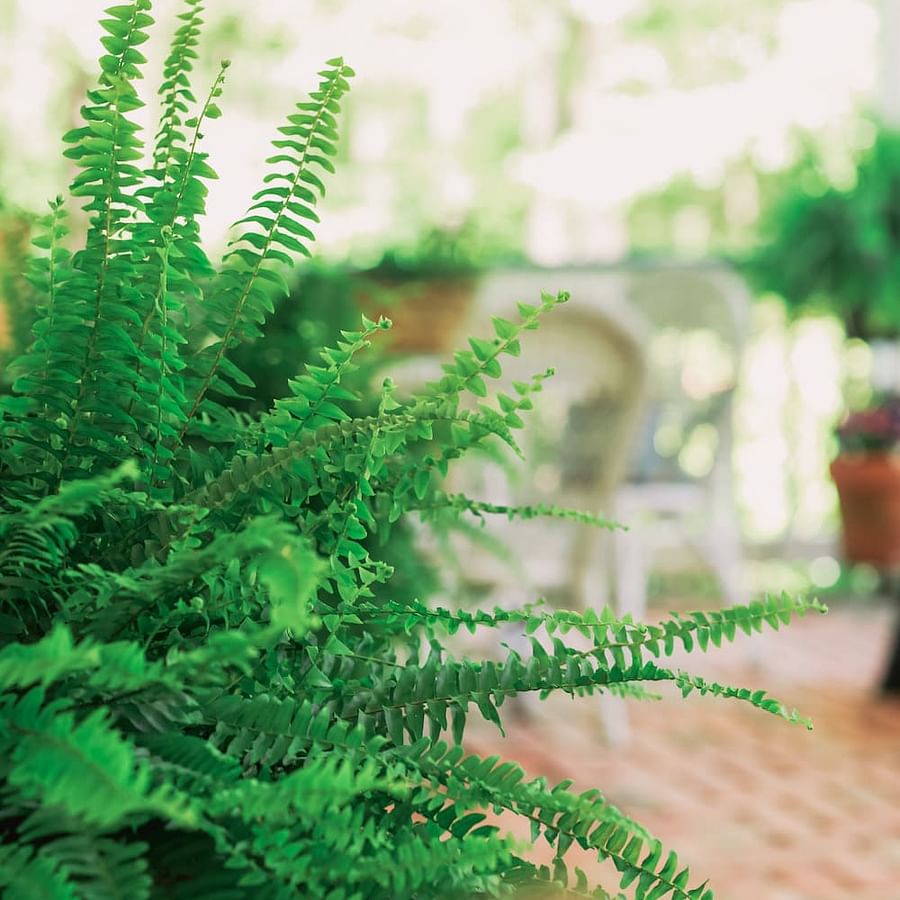 Unhealthy Fern Plant in Indoor Vertical Garden