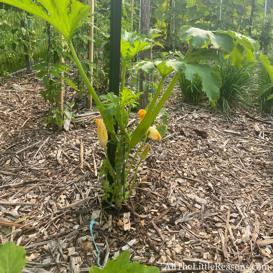 Lush zucchini plants growing in an indoor vertical garden