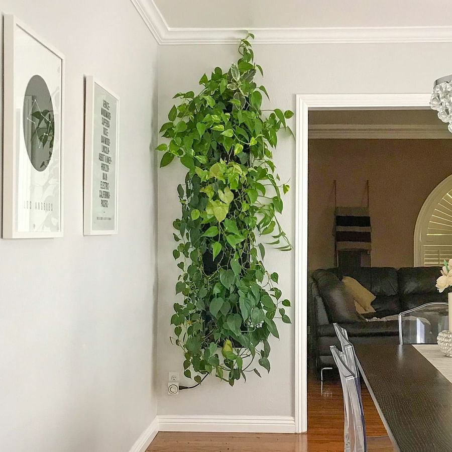Pothos plant thriving in an indoor vertical garden