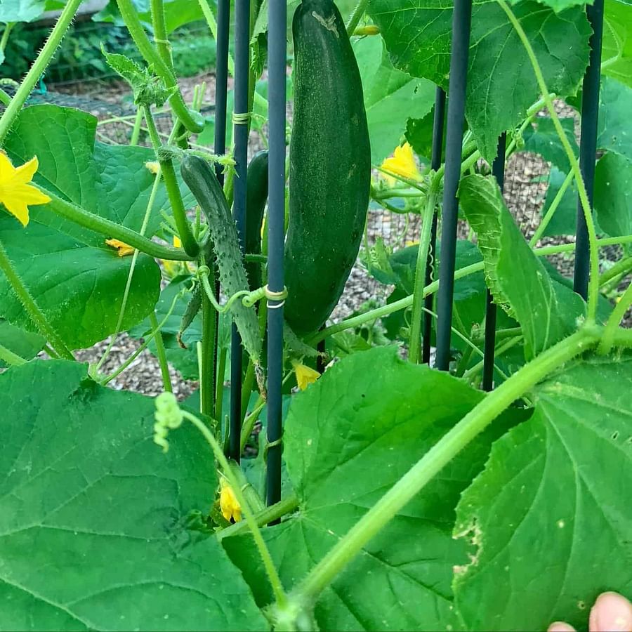 Fresh cucumbers growing on a vertical garden setup indoors