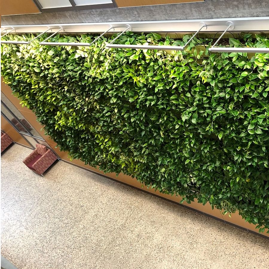 Philodendron plant thriving in an indoor vertical garden