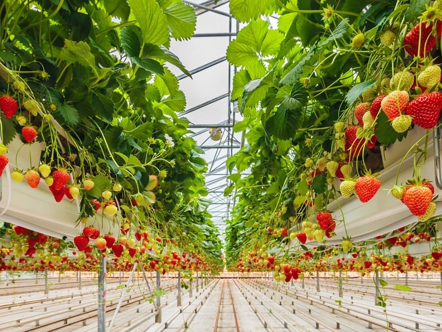 Strawberries growing in a vertical garden setup indoors