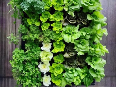 Growing Lettuce in Vertical Gardens: Fresh Greens at Your Fingertips
