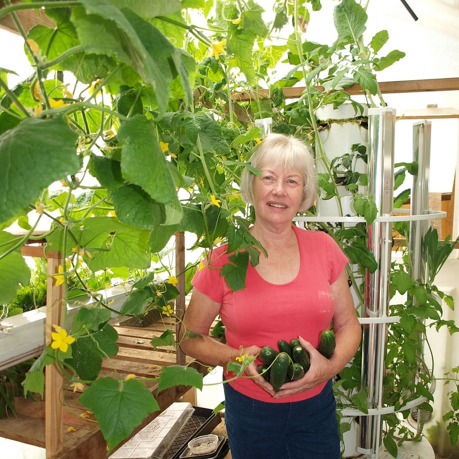 Indoor vertical garden with thriving zucchinis