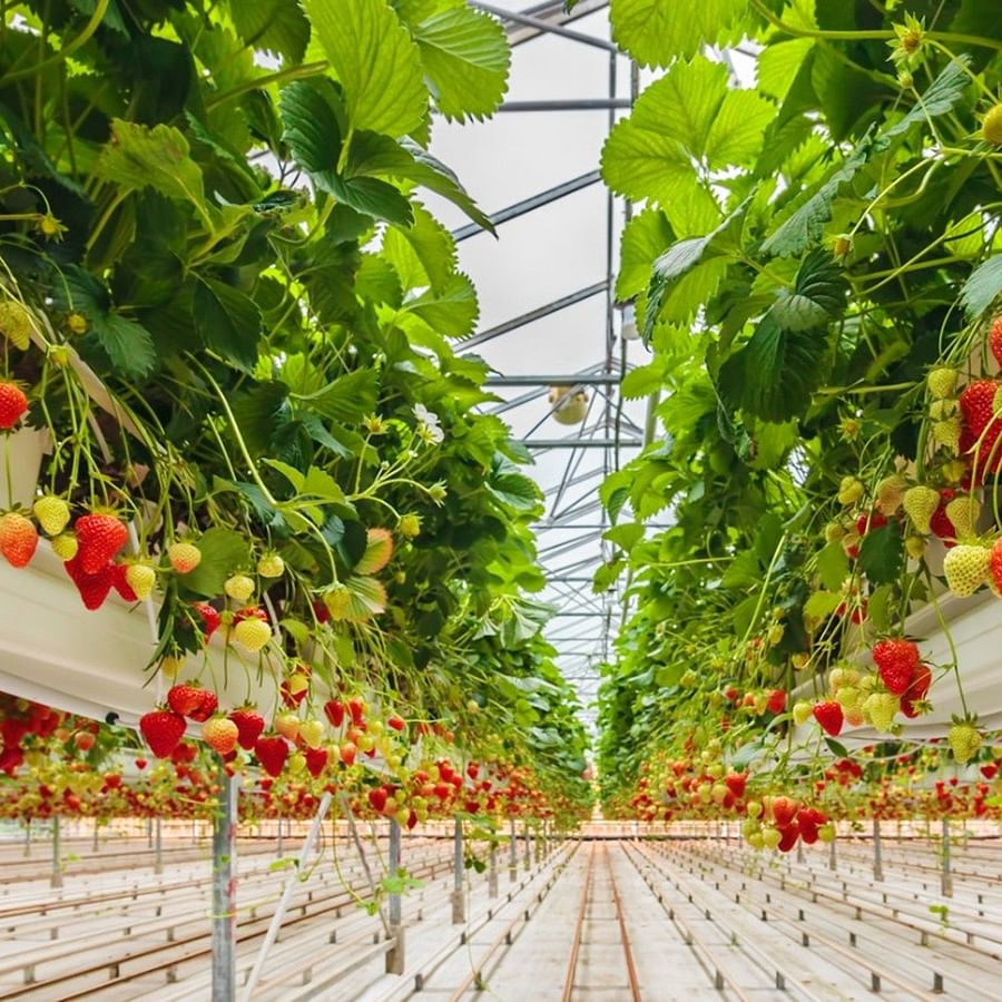 Indoor vertical garden with strawberries and other plants