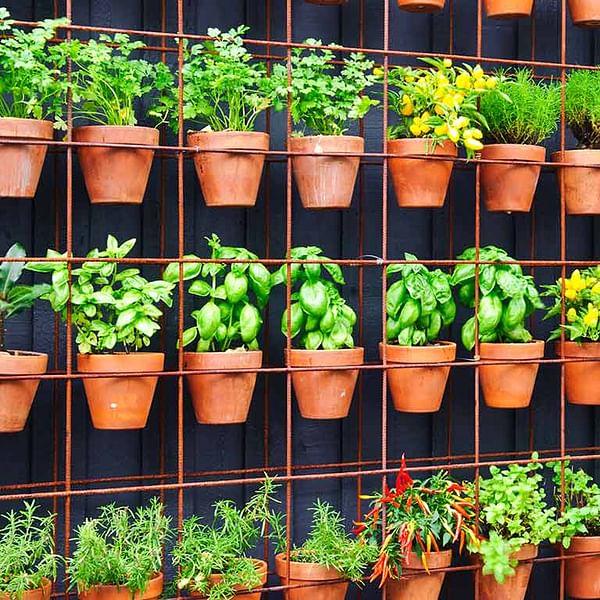 Vertical Garden Maintenance Tips | Plant Handy