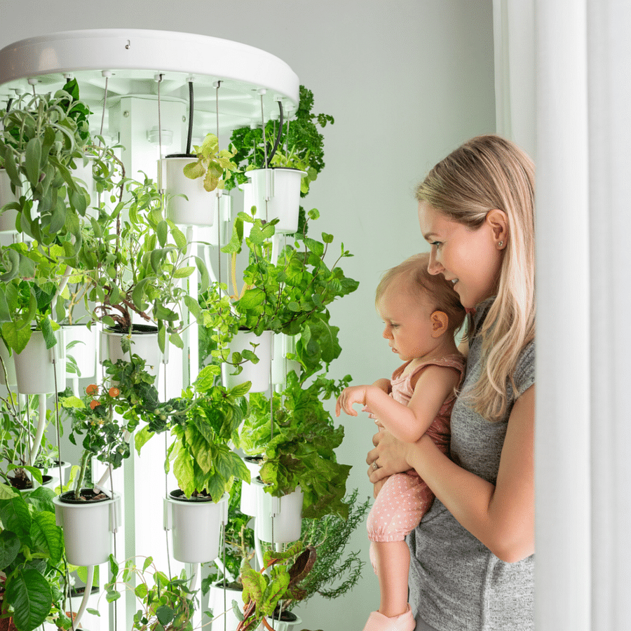 Lush and healthy indoor vertical garden