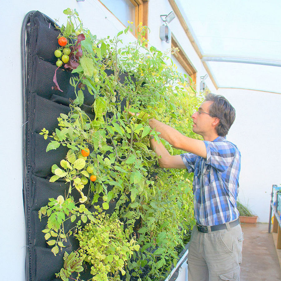 Flourishing indoor vertical vegetable garden with a variety of plants
