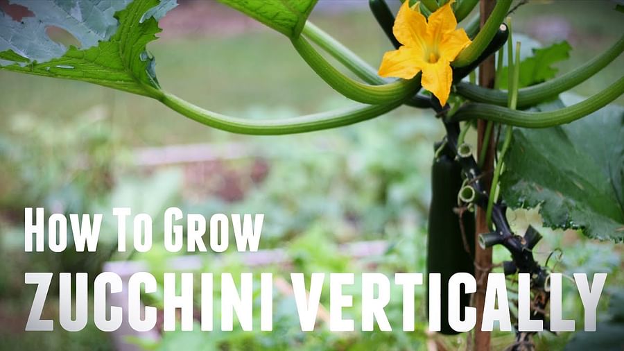 Fresh zucchini plants thriving in an indoor vertical garden