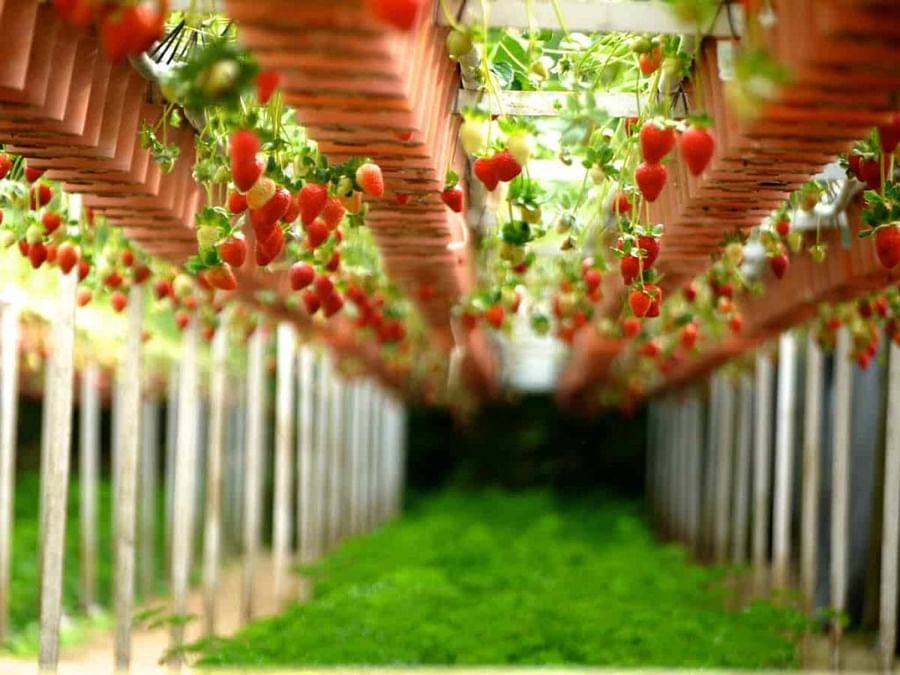 Strawberries thriving in an indoor vertical garden