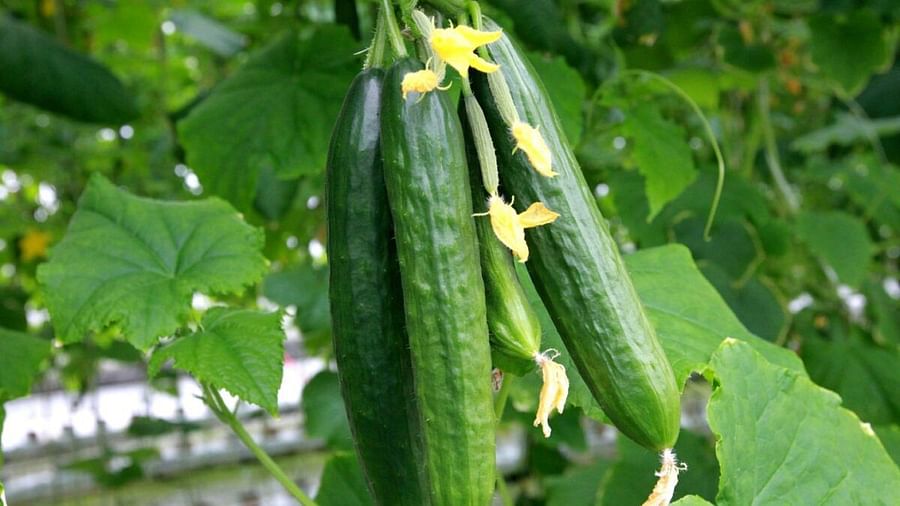 Fresh cucumbers growing in an indoor vertical garden