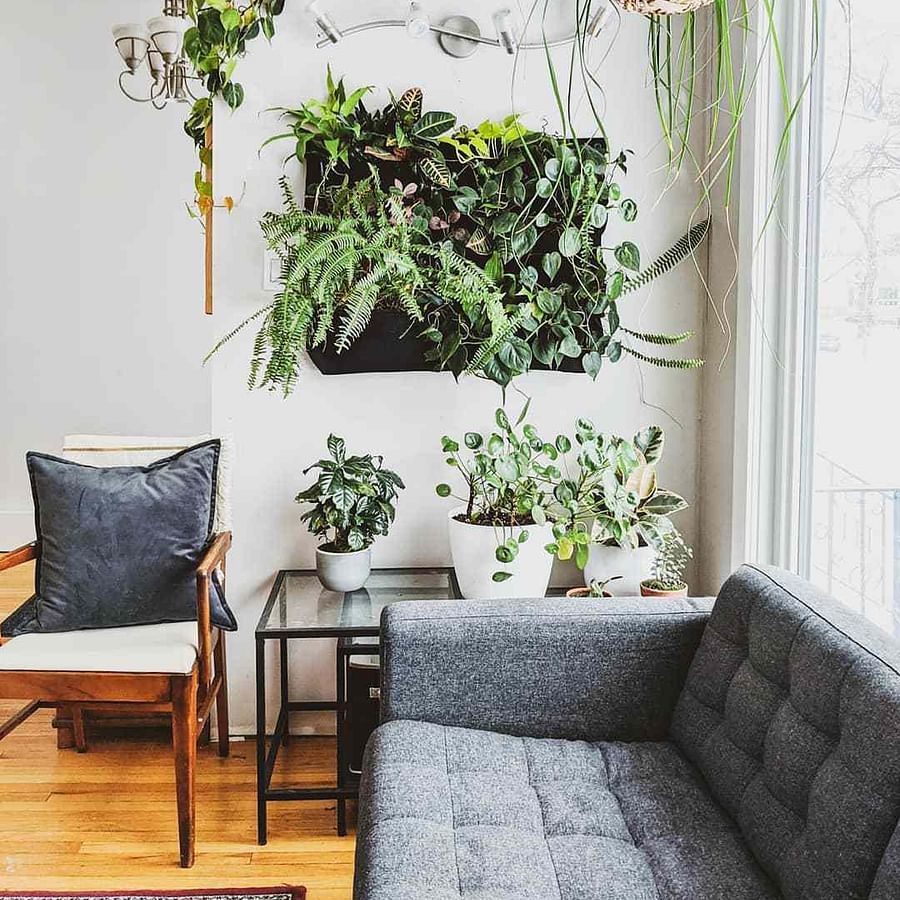 Thriving Indoor Living Wall with Various Plants