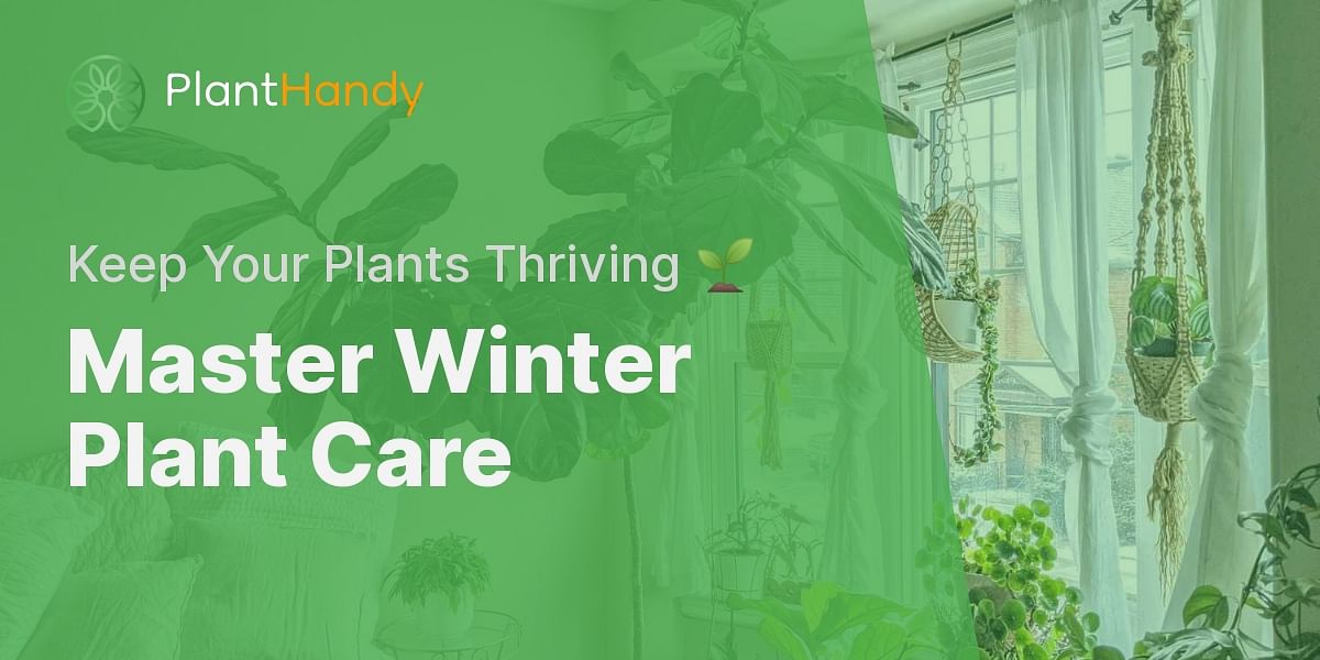How to care for indoor house plants during winter season?