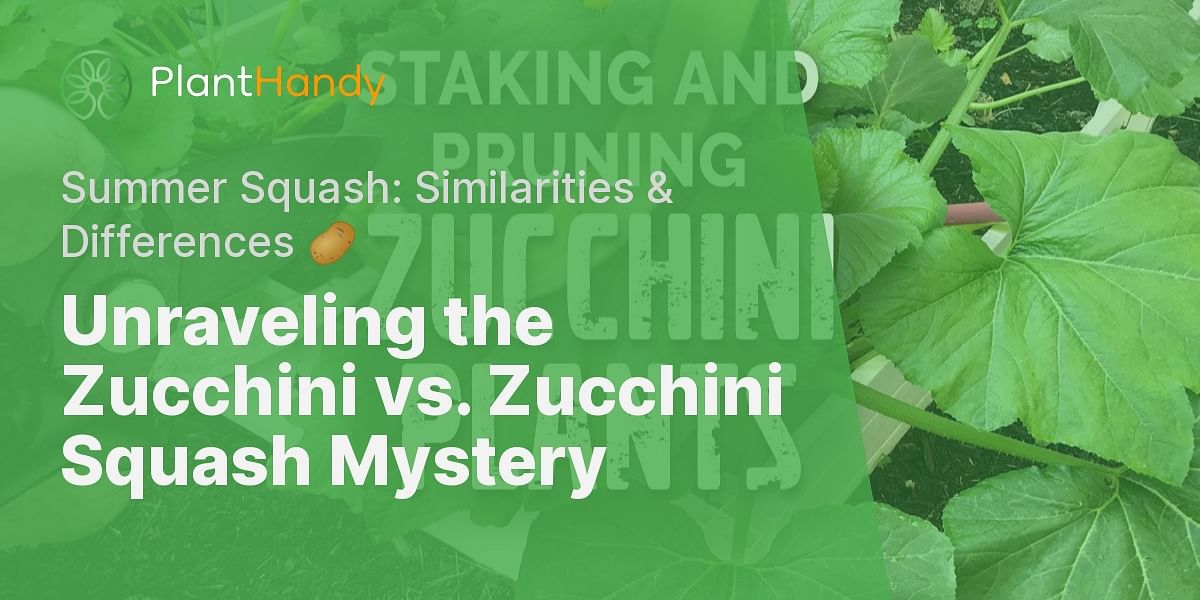 What is the difference between zucchini and zucchini squash? How do