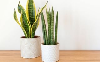 What are some low maintenance indoor house plants and how do I care for them?